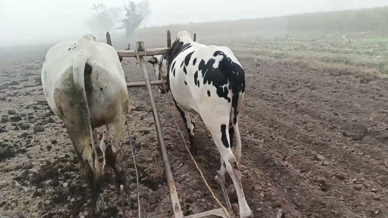  سوترے ہوے ڈھگے اپنے آپ ھل واندے نے 