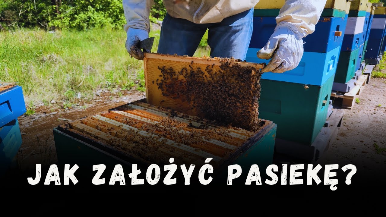 Jak założyć pasiekę?