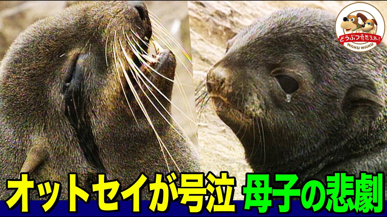 【涙】なぜ赤ちゃんは死ななければならなかったのか？キタオットセイのハーレムで起きる日常で見たのは野生の複雑さと厳しさ！【どうぶつ奇想天外／WAKUWAKU】
