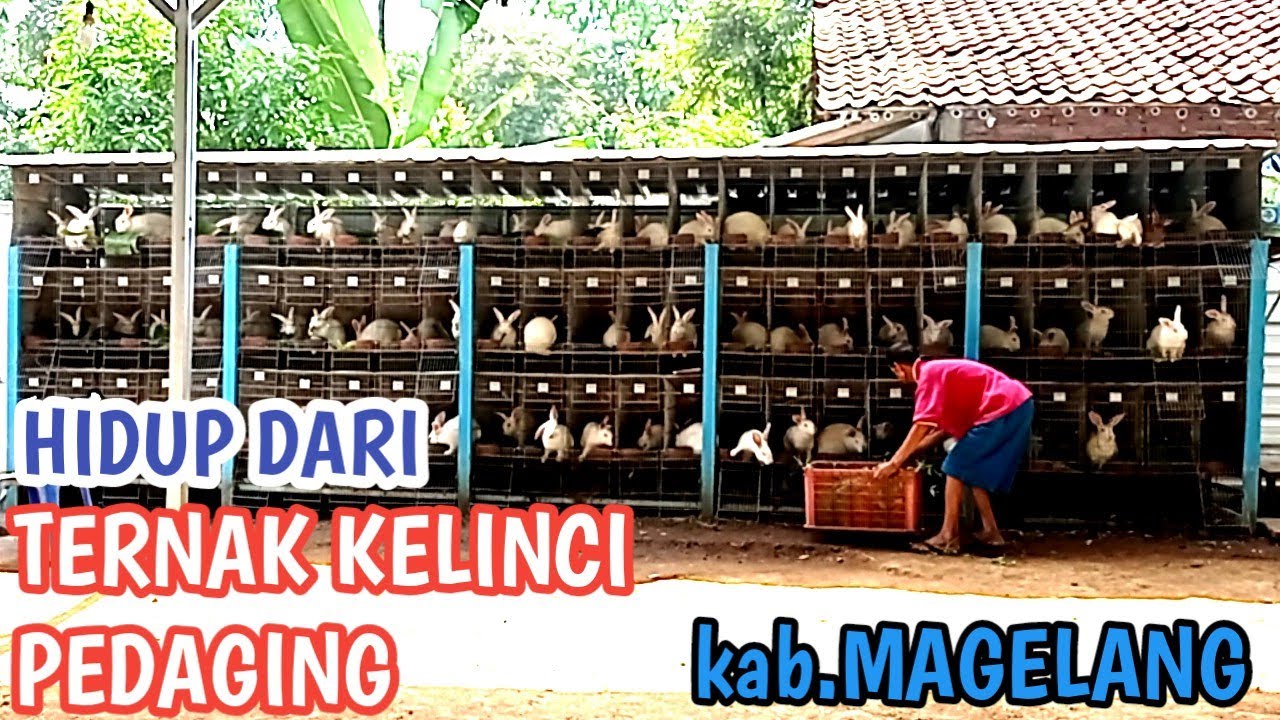 TERNAK KELINCI KAPASITAS 500 EKOR DI MAGELANG JAWA TENGAH