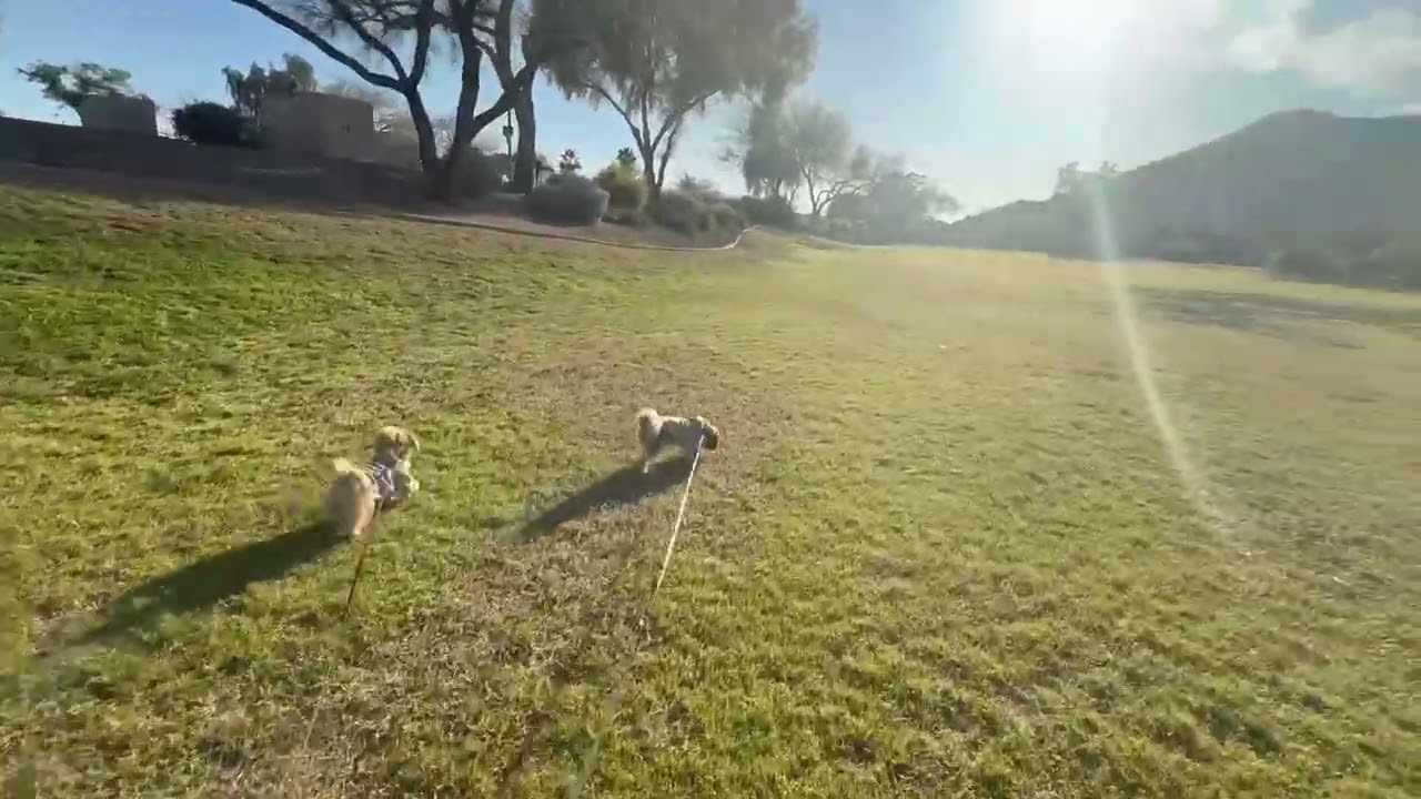 A Perfect Day in the Field with Max & Prince 🐾