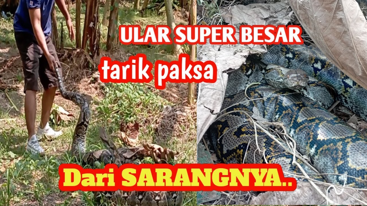 NGERIII..!! PENANGKAPAN ULAR TERPANJANG DAN TERBESAR