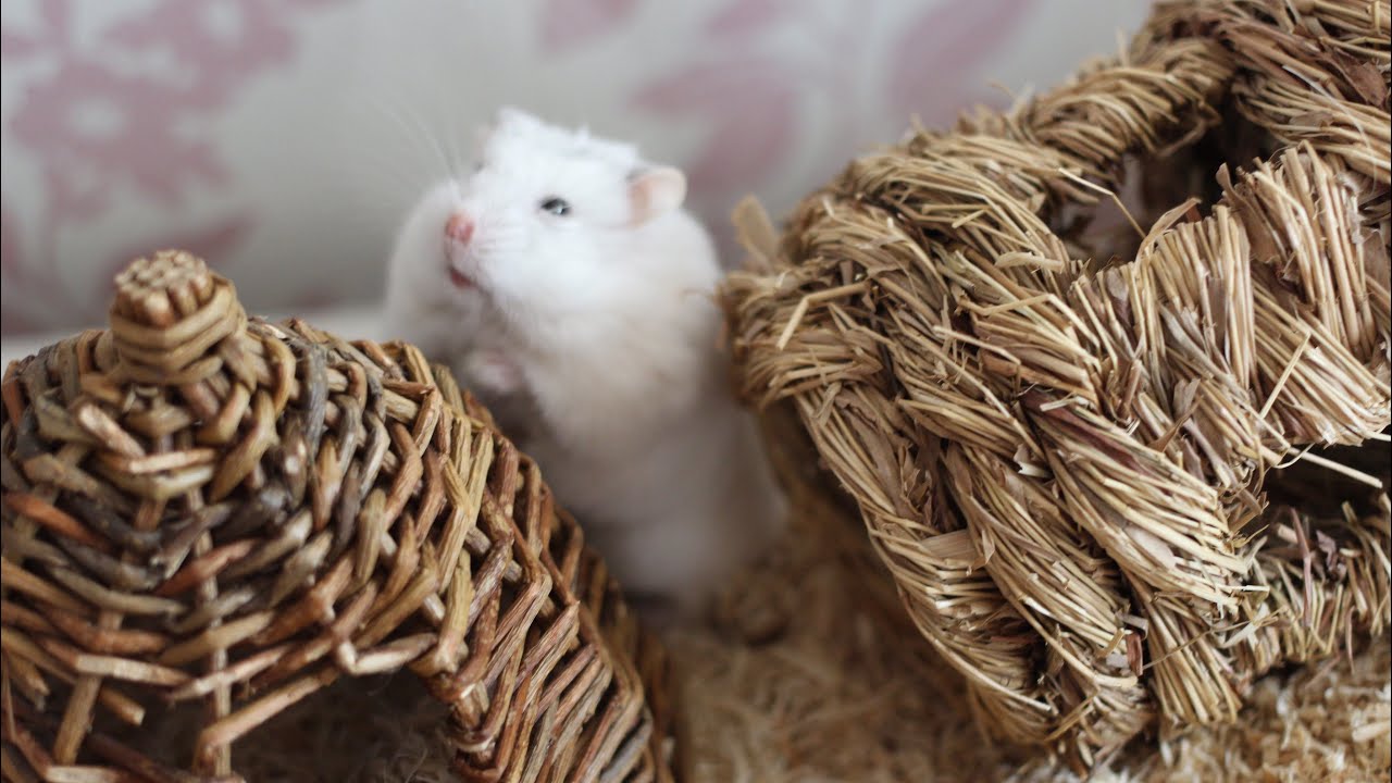 ADOPTING A DWARF HAMSTER | 2019