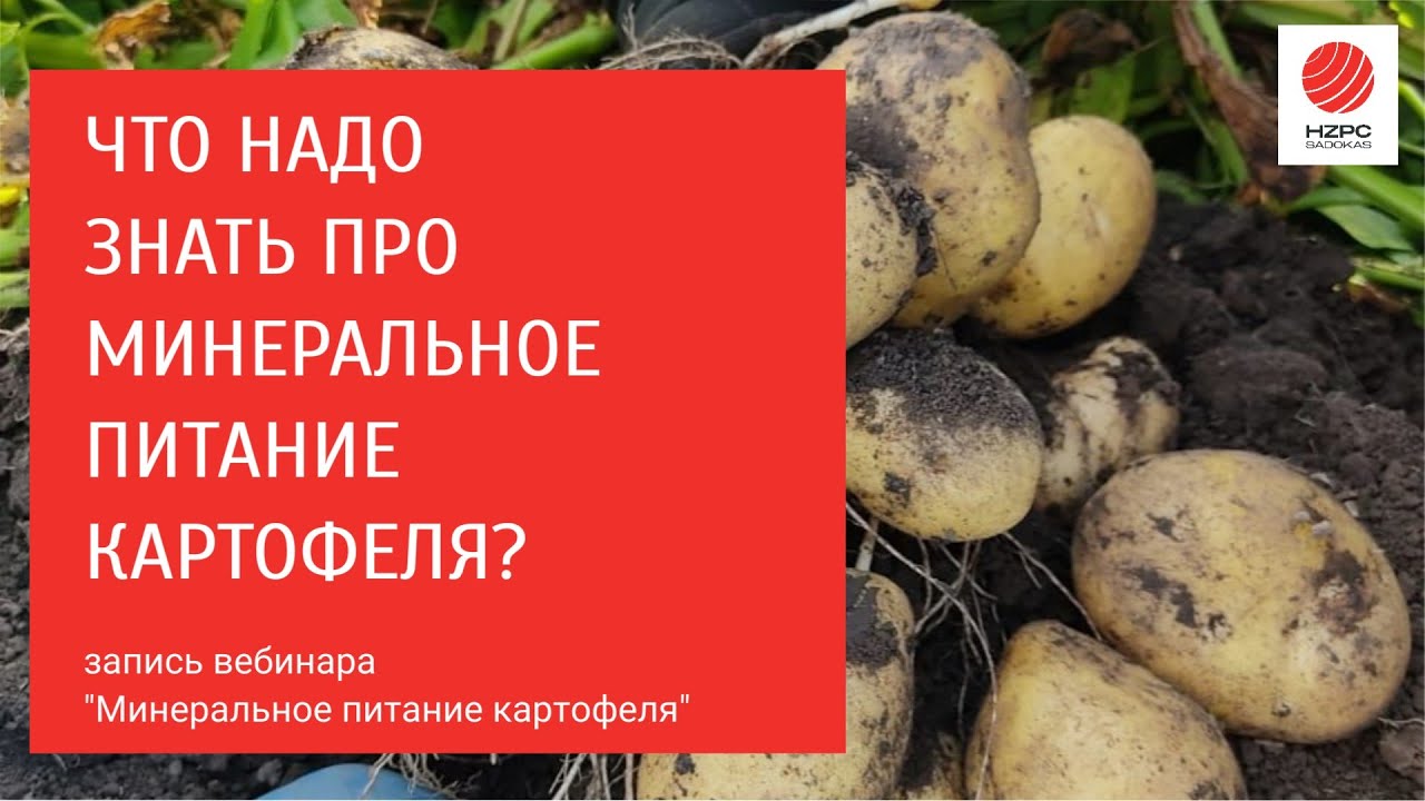 Минеральное питание картофеля - то, что нужно знать.