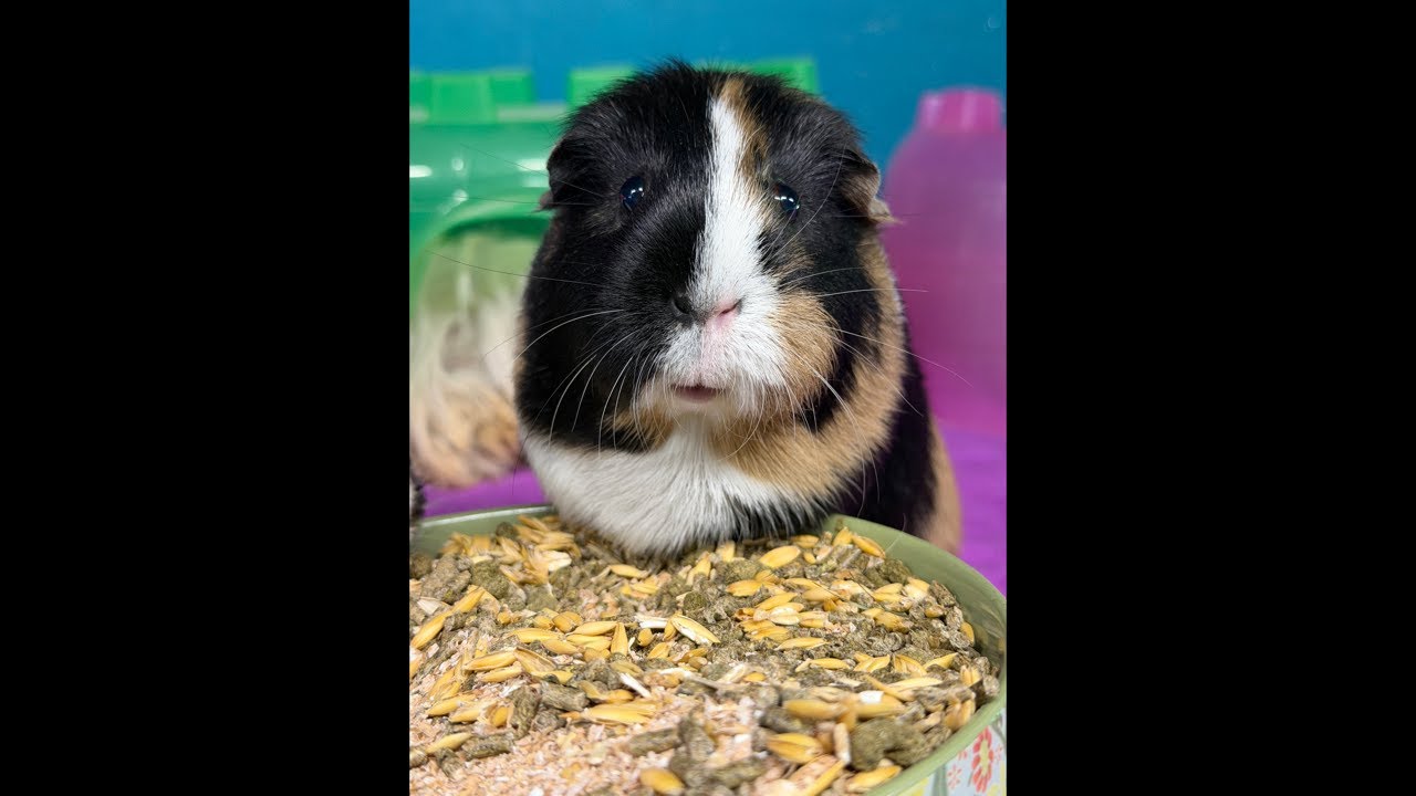 Veggie time for 140 guinea pigs! Wheeeeek