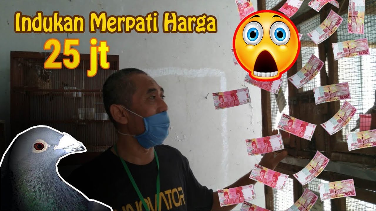 HARGA Merpati Pos