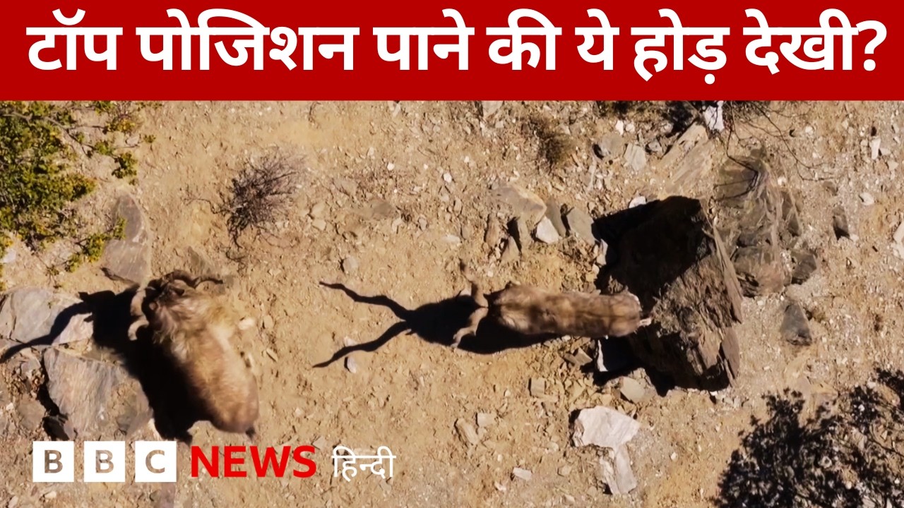 BBC Earth Videos: घंटों की लड़ाई ताकि मिल सके सुंदर साथी...