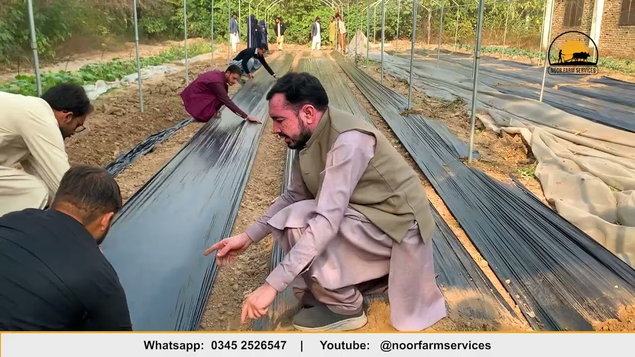 Farmers use Mulching to increase crop yield | What is Muching? | 