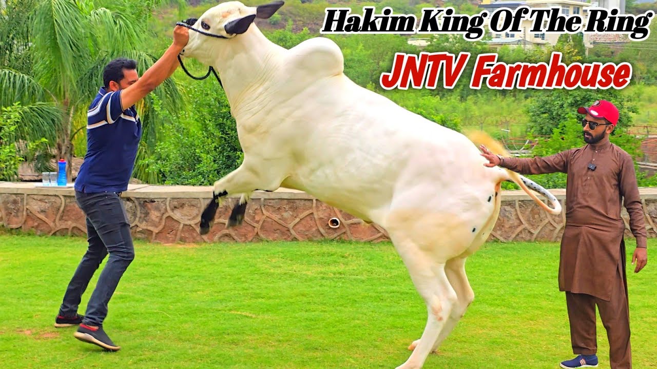 Home Qurbani Hakim JNTV Farmhouse | Bhatta Chowk Mandi