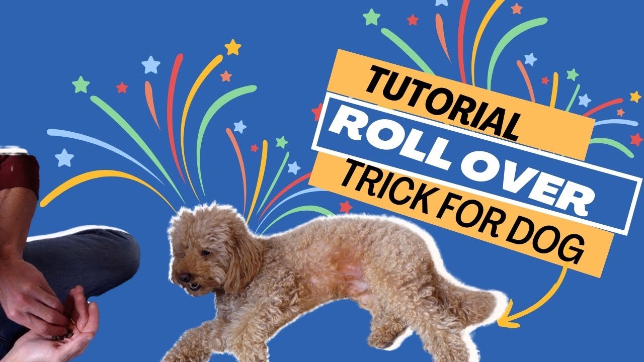 Insegnare AL CANE a ROTOLARSI PER TERRA! - Trick per cani - Lezione 14