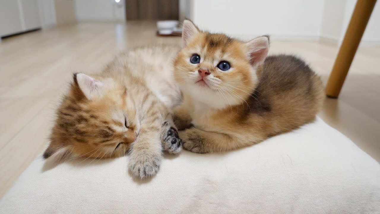 I have removed the birth box, so the kittens seem to sleep here from today...