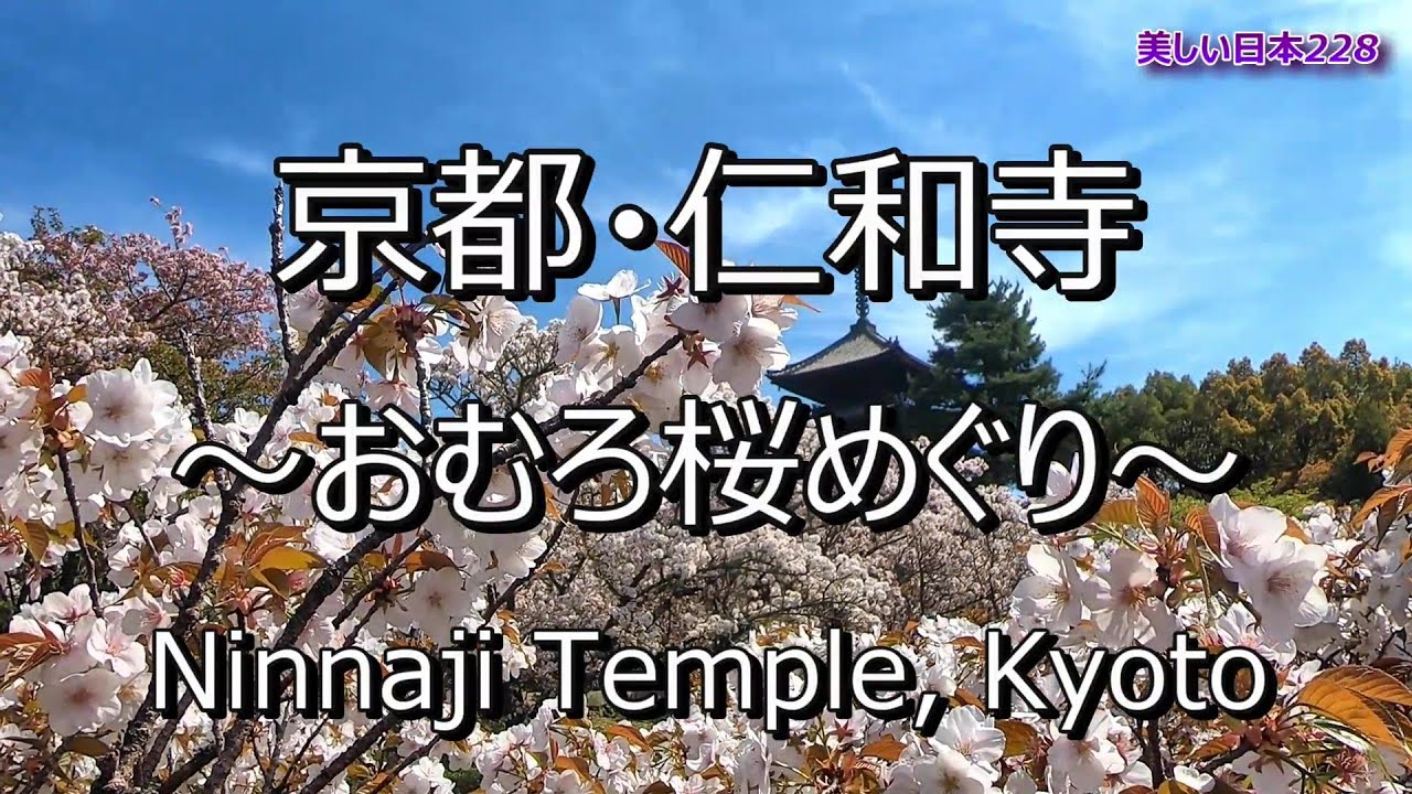 仁和寺 おむろ桜 Kyoto Ninnaji Temple Omurozakura