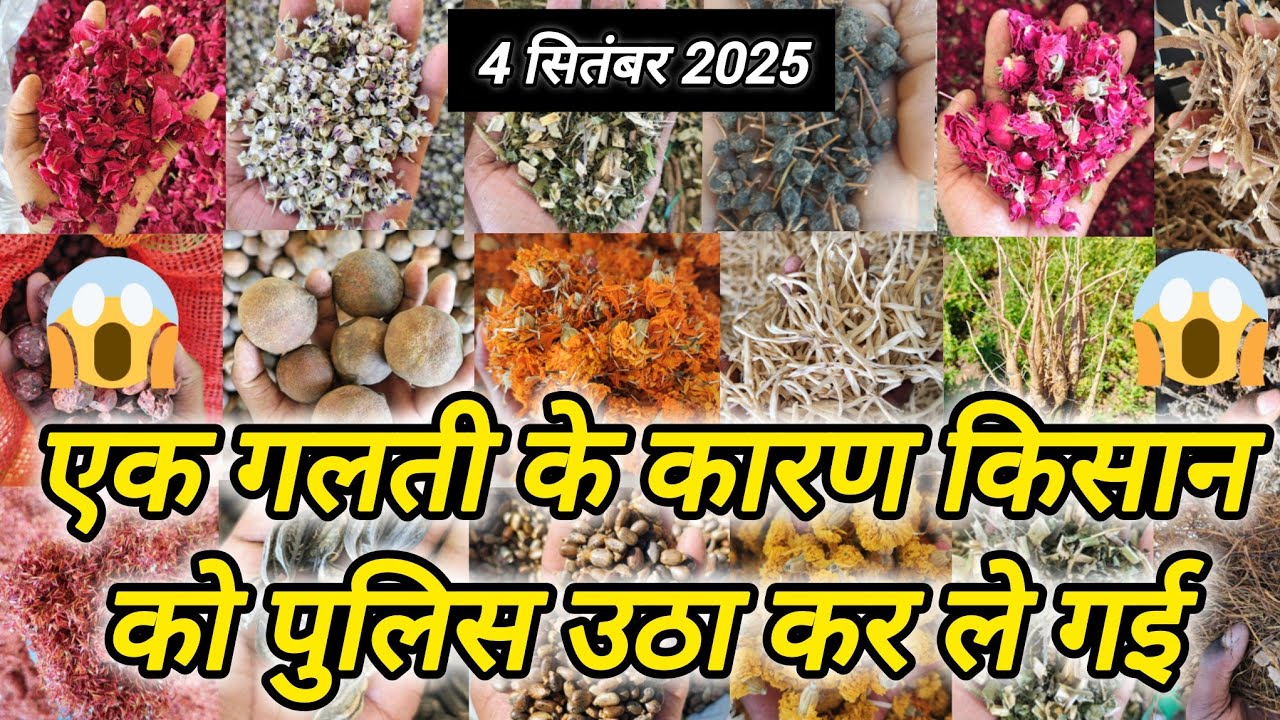 इस औषधि को लाने वाले किसानों को होगी 10 साल की जेल 🤯🤯 ।। औषधि मंडी नीमच ।। Neemuch Mandi Bhav 