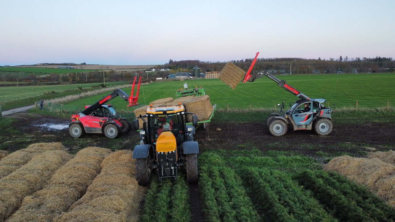 A.A carrots - bedding Down organic carrots