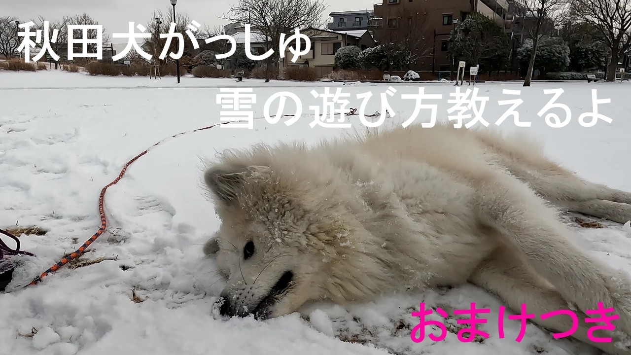 秋田犬　と雪2　おまけつき