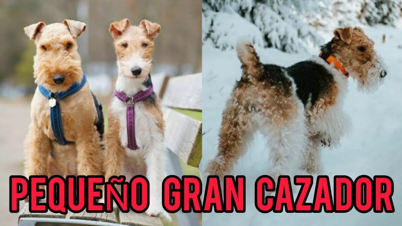 El increible Fox Terrier