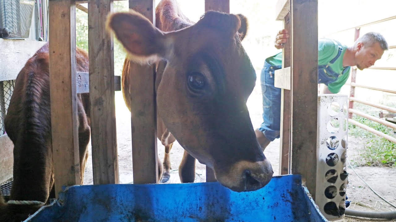 Homestead Challenges&hellip; and the Vet's Unexpected Recommendation
