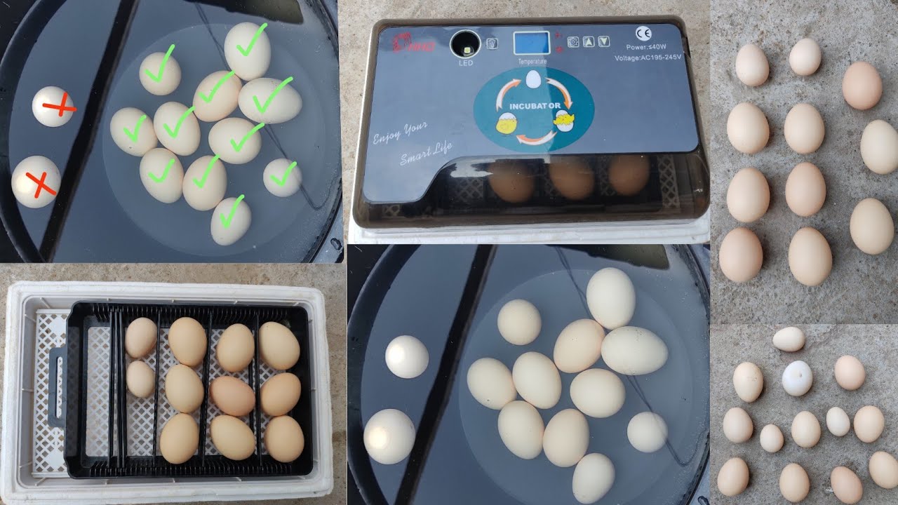 Incubator Mein Anda Rakhne Ka Tarika