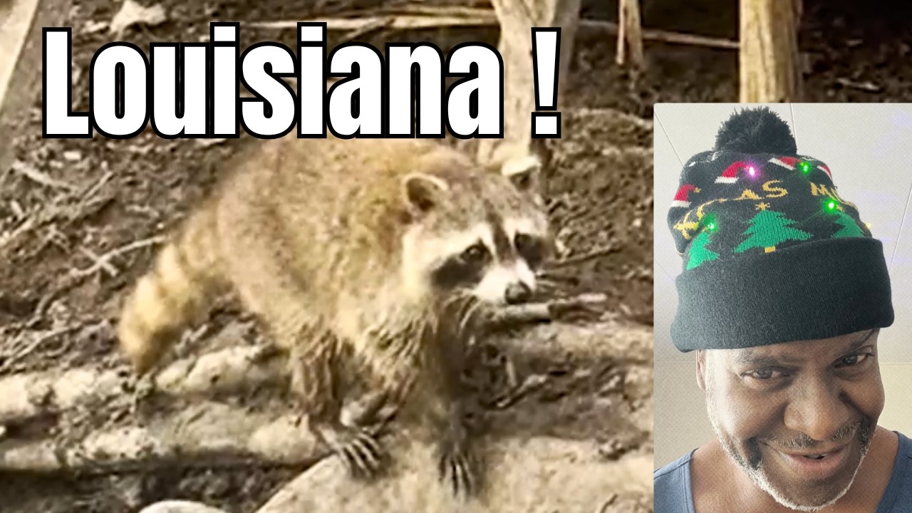 Wendell’s Louisiana Adventure… Raccoons, Baby Alligators & Holiday Lights