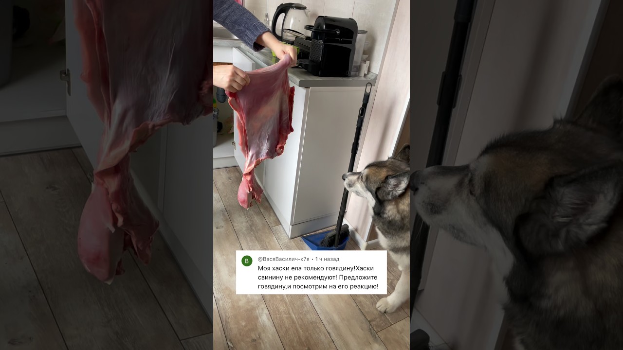 Арчик🐺сомневается, Шарик🐶 наслаждается🤣