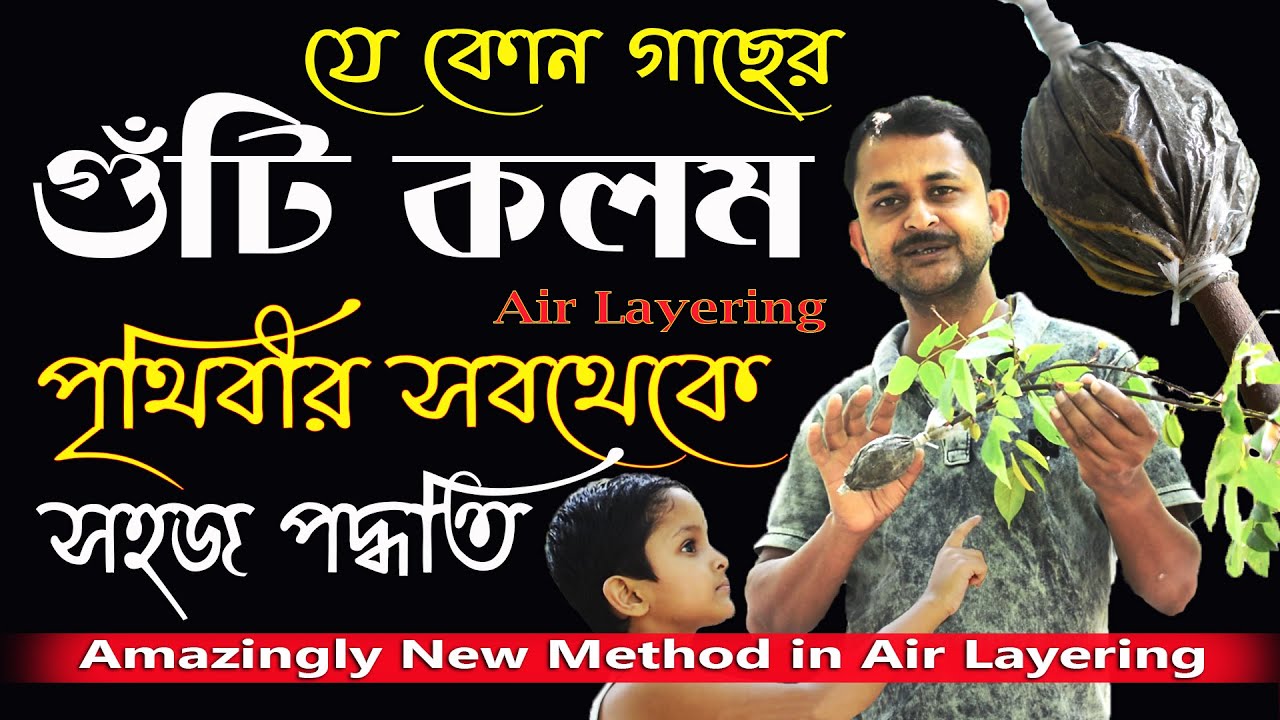 গুঁটি কলম ( Guti Kolom ) Air Layering পৃথিবীর সবথেকে সহজ পদ্ধতিতে !! ( Bengali )