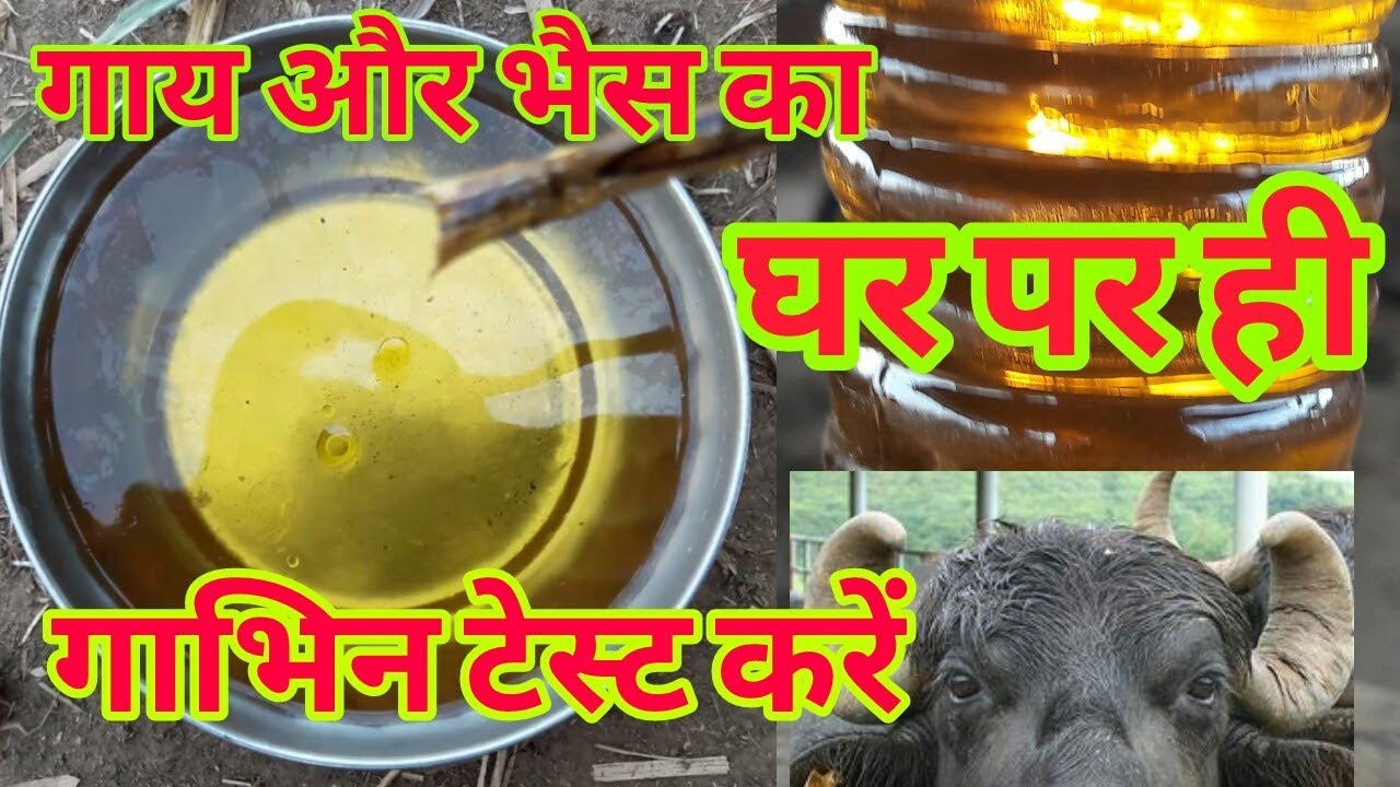 कैसे चेक करे की पशु गयाभिन है कि nahi ।चेक की टेक्निक how to check if pregnant