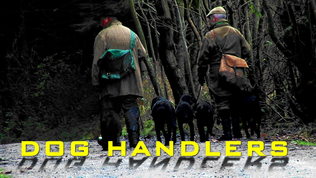 Dog work/ Picking Pheasants in Northern Ireland - Alan Rountree