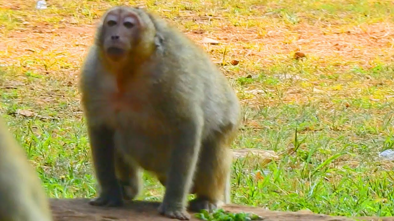 OMG !! Who make Sweet Pea angry like this, never see Sweet pea angry this  before / Monkey Post