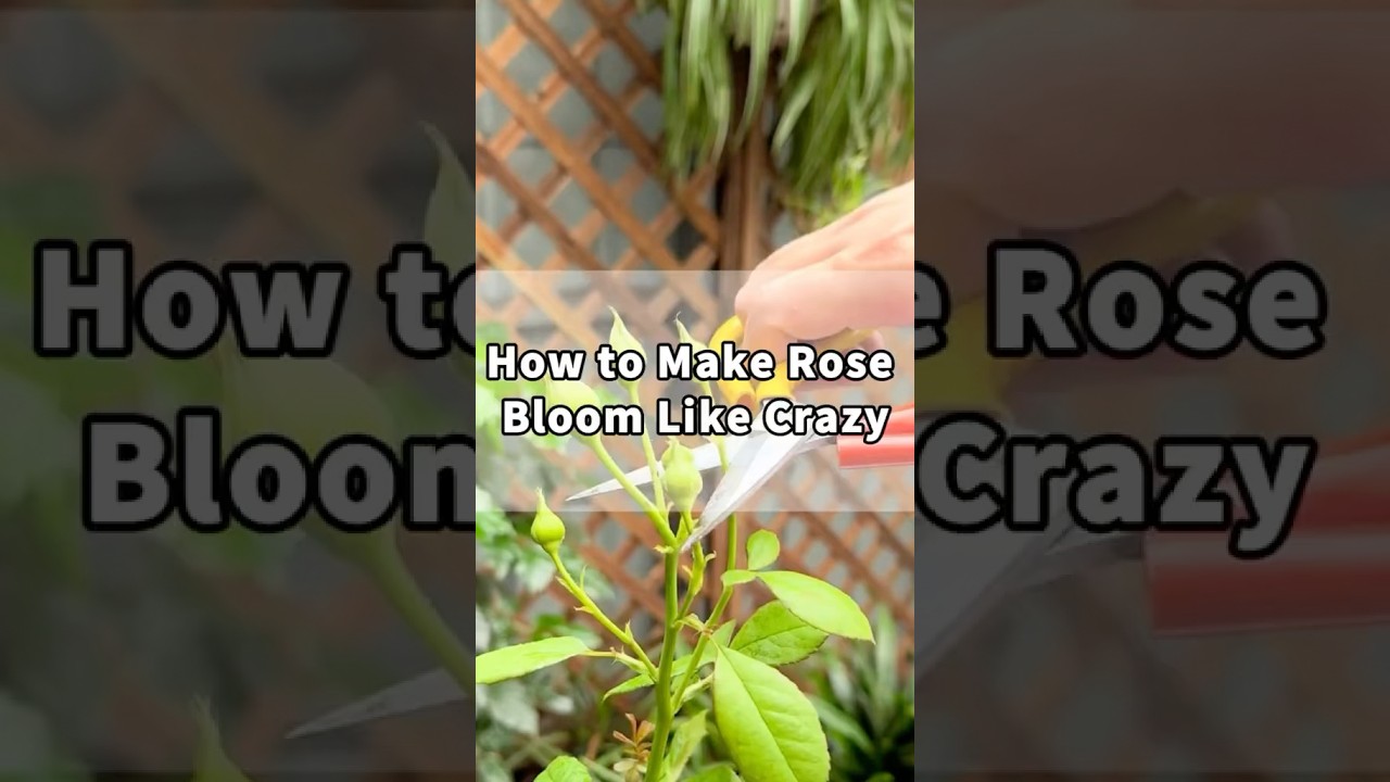How to Make Rose Bloom Like Crazy