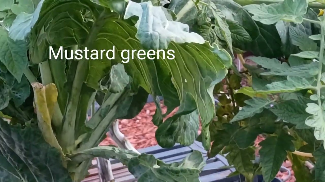 My Late Fall 2025 Garden