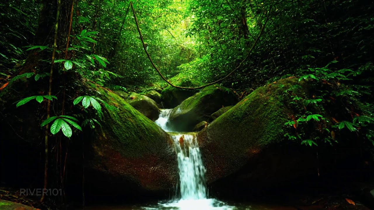 NO ADS Jungle Stream Sounds with Distant Bird Calls for Relaxation