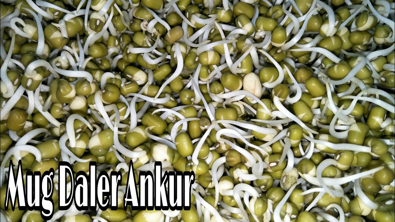 পুটলি না বেঁধেই এভাবে মুগডালের অঙ্কুর গজিয়ে নিন খুব সহজে | How to Grow Sprouts without Making a Sac