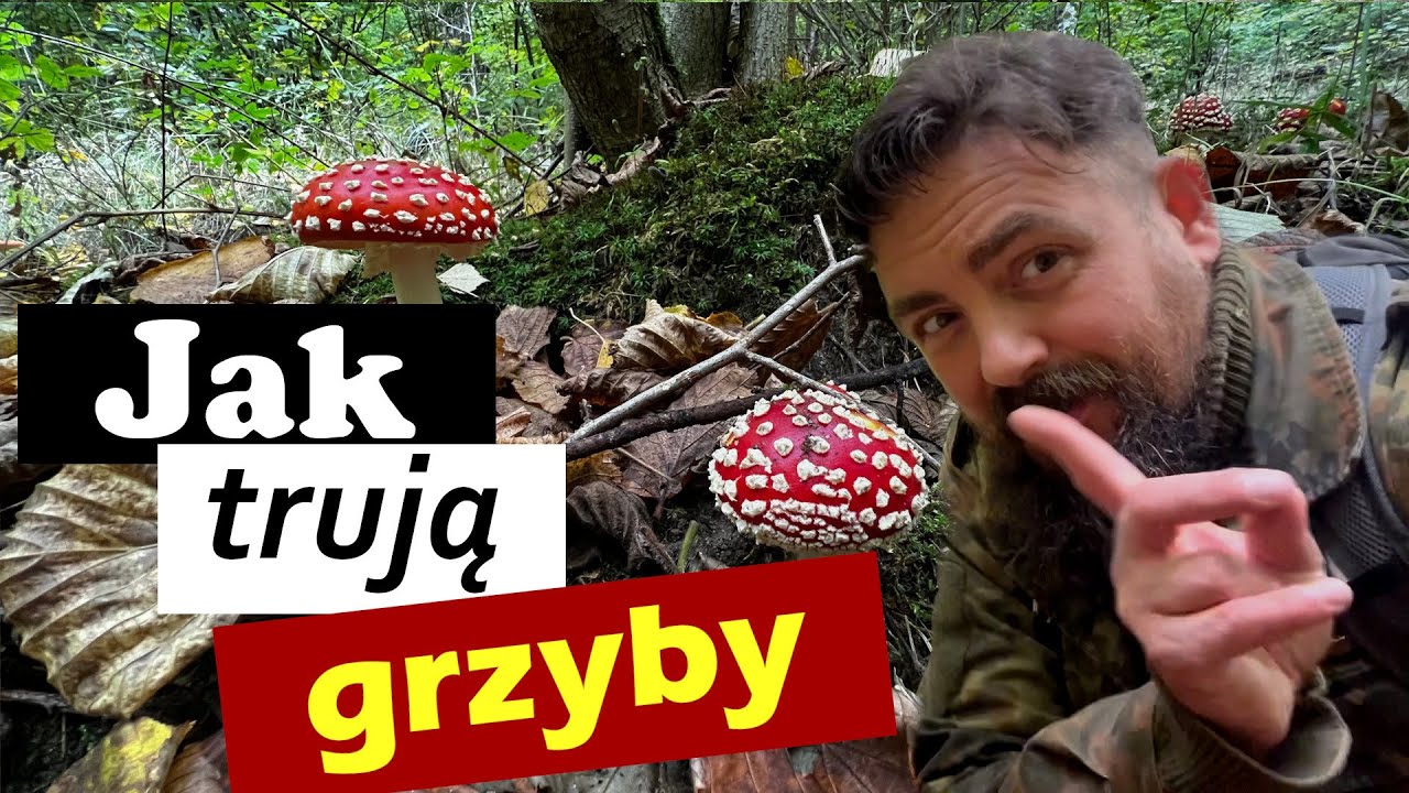 Jak i dlaczego trują nas grzyby - cz.1 🍄🍄🍄