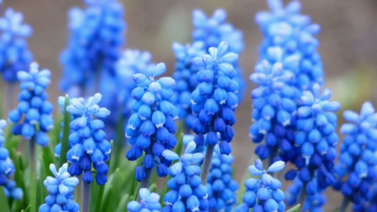 Top 15 flores azul lind&iacute;ssimas