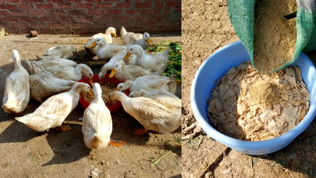وفري في علف البط و اعملي كده 🐓
