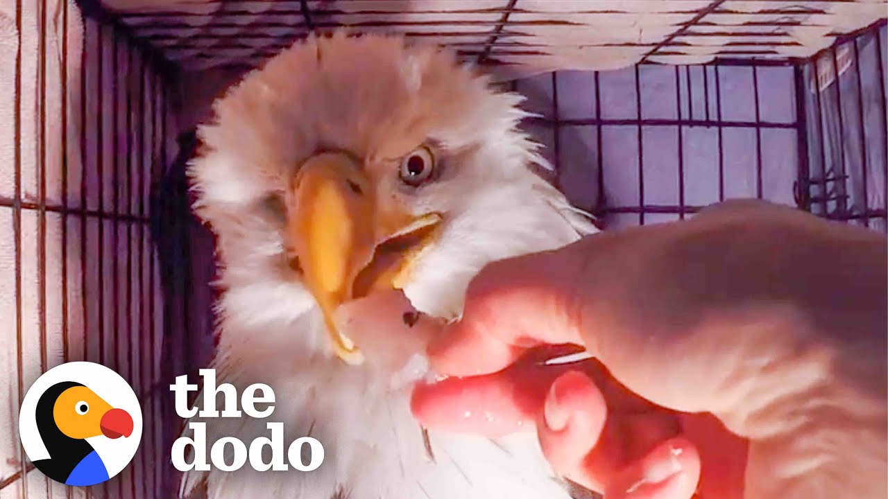 Very Weak One-Eyed-Eagle Barely Has The Strength To Make It To Shore | The Dodo Faith=Restored