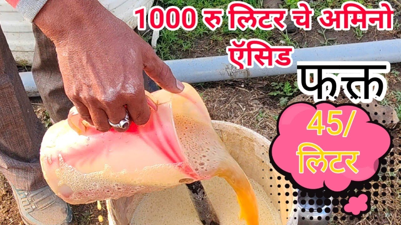 अंकुश पाटील संशोधन 1000 रु लिटर चे अमिनो ऍसिड तयार करा फक्त 45 रु/लिटर मध्ये #ankushpatilagro 