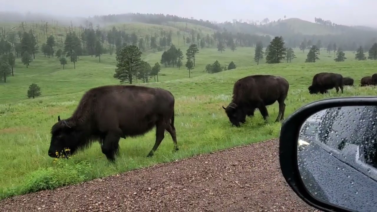 Black Hills July 2025
