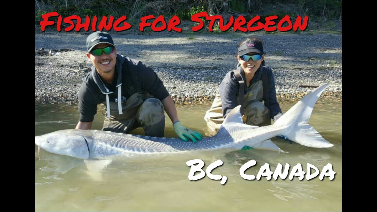 Fishing for Sturgeon, BC, Canada, May 2016