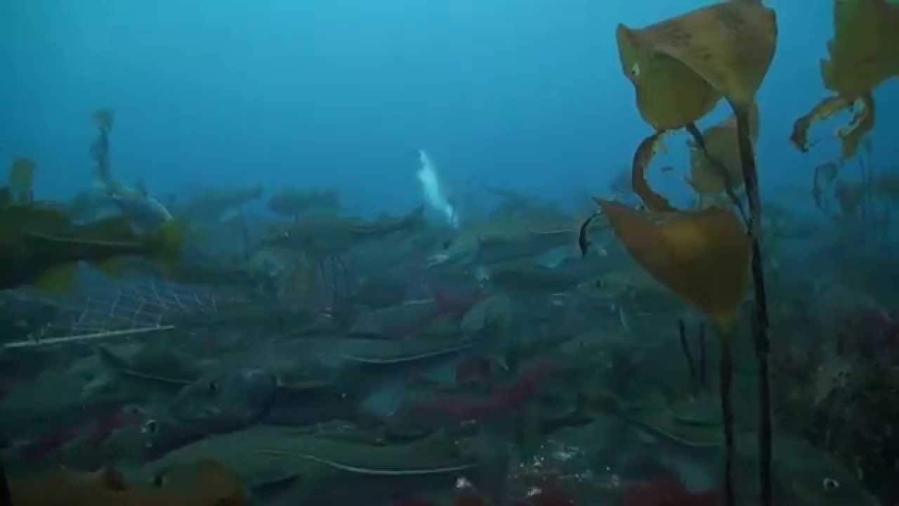 Gillnets - application