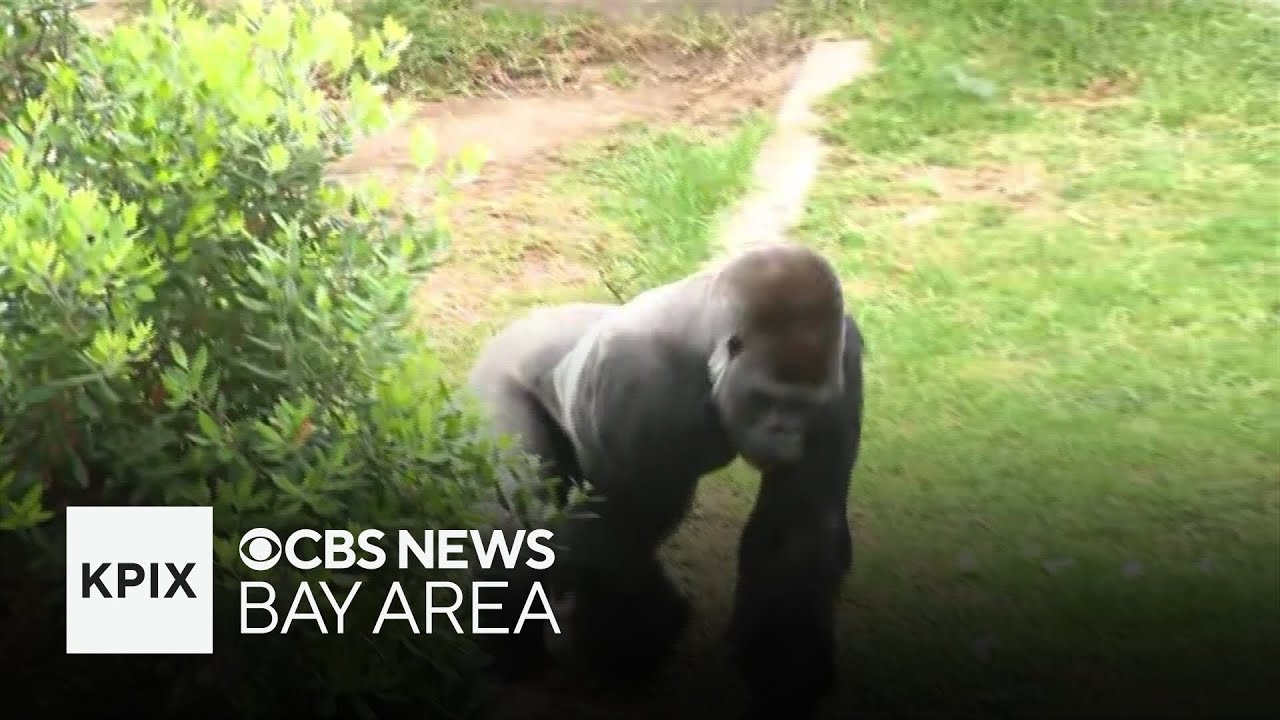 Watch: New silverback gorilla debuts at San Francisco Zoo