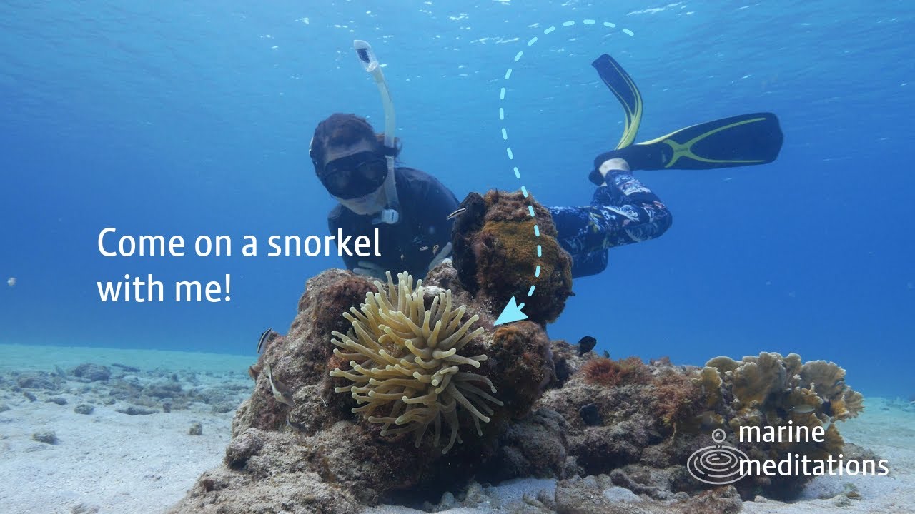 There’s More Life Here Than You Think | A Marine Meditation Snorkel