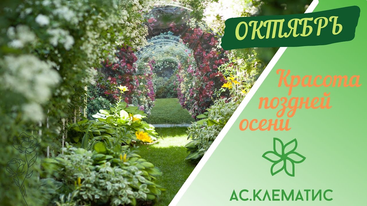🍂🍁КРАСОТА ПОЗДНЕЙ ОСЕНИ🍁🍂 Что сделала, что делаю и что ещё нужно сделать в МОЁМ САДУ!