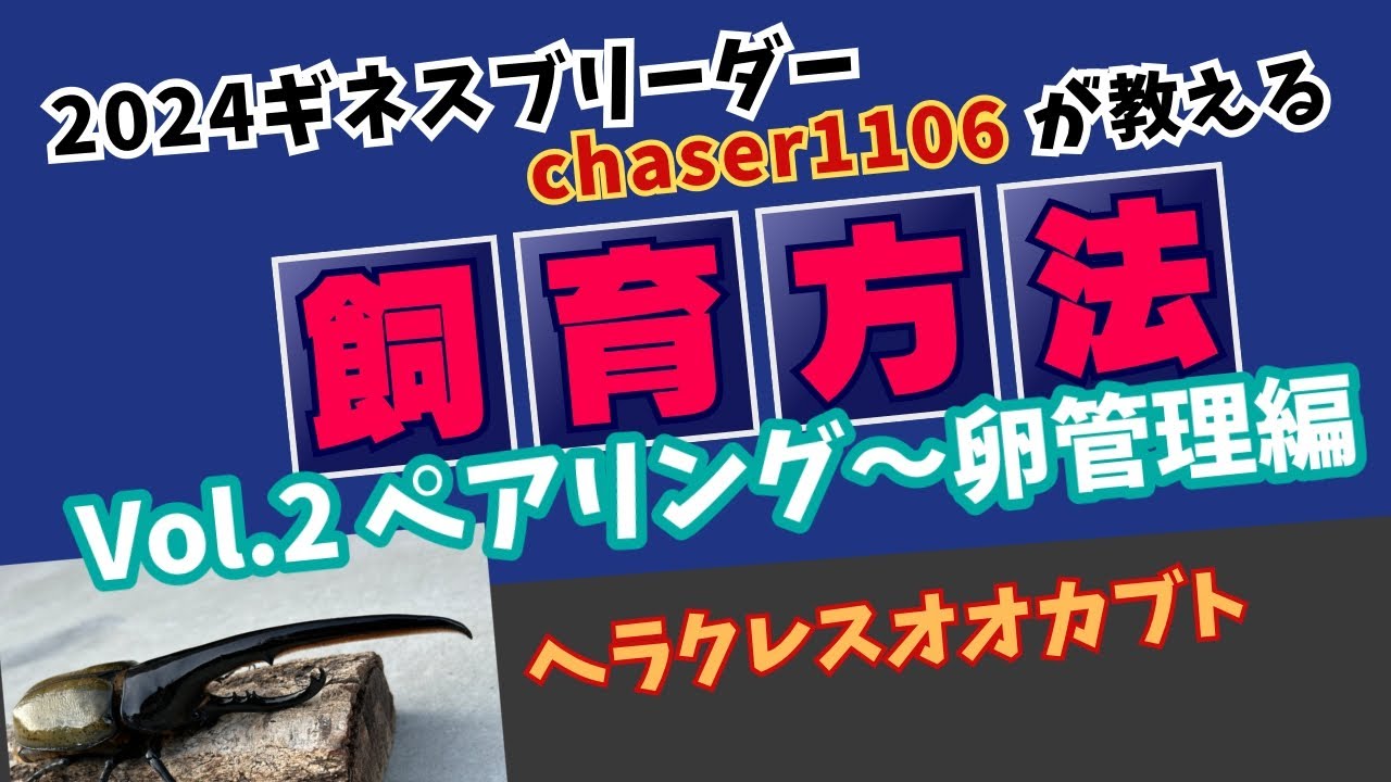 【アートオブヘラクレス】38　ヘラクレスオオカブト飼育方法Vol.2　ペアリング〜卵管理