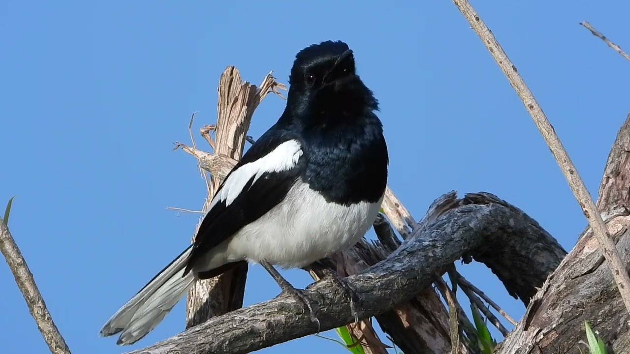 Magpie Robin/ Magpie Robin Call