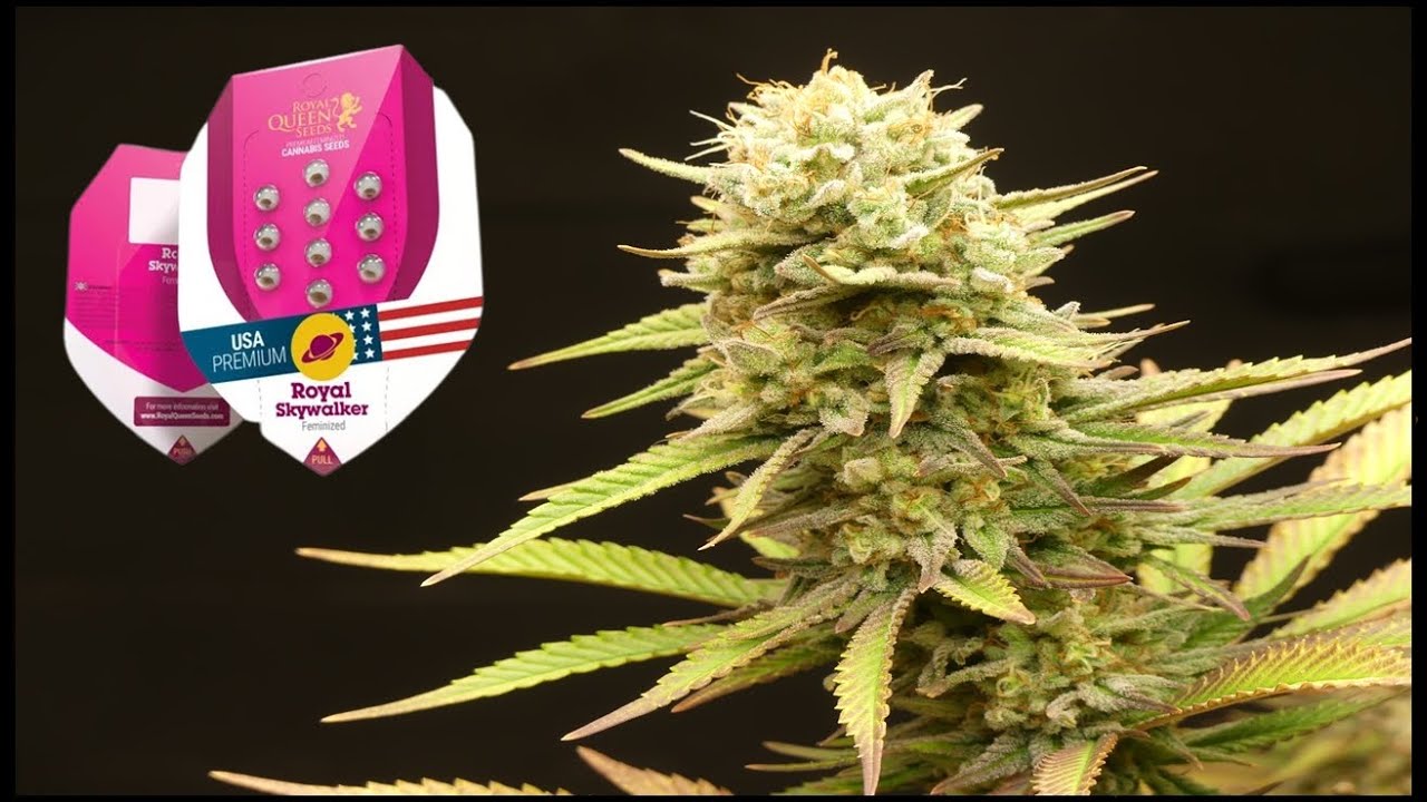 9 CONSEJOS PARA LA FLORACI&Oacute;N | SEGUIMIENTO INDOOR #2 | ROYAL SKYWALKER