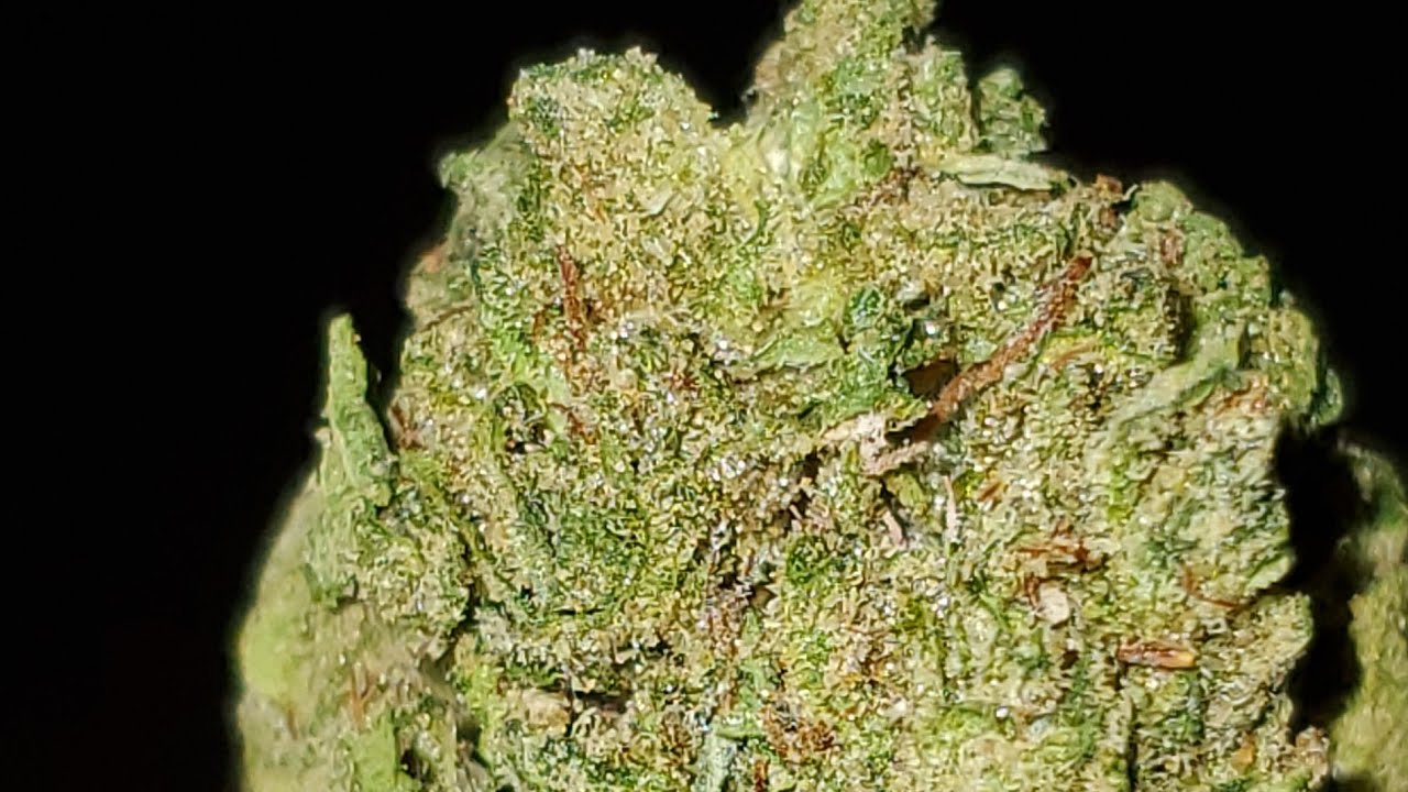 LAMBORGHINI STRAIN (AKA LAMBO) WAKE AND BAKE STYLE