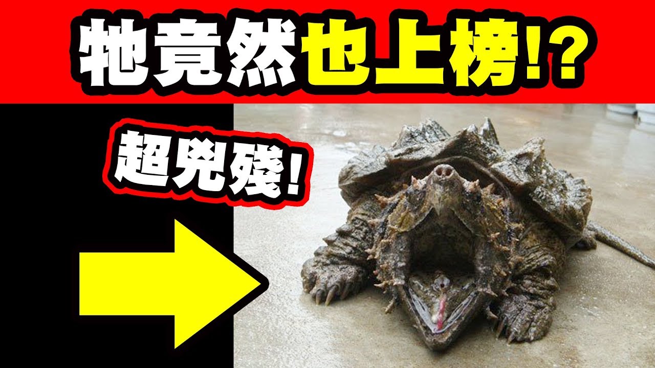 10大現存咬合力最強生物｜地球表面最兇殘的烏龜竟然比獅子還強！｜上集