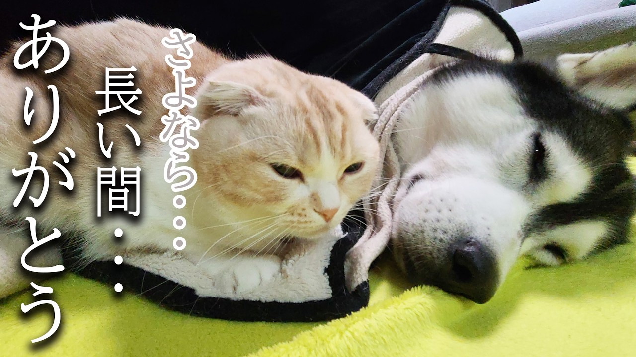 悲しい事がありました...