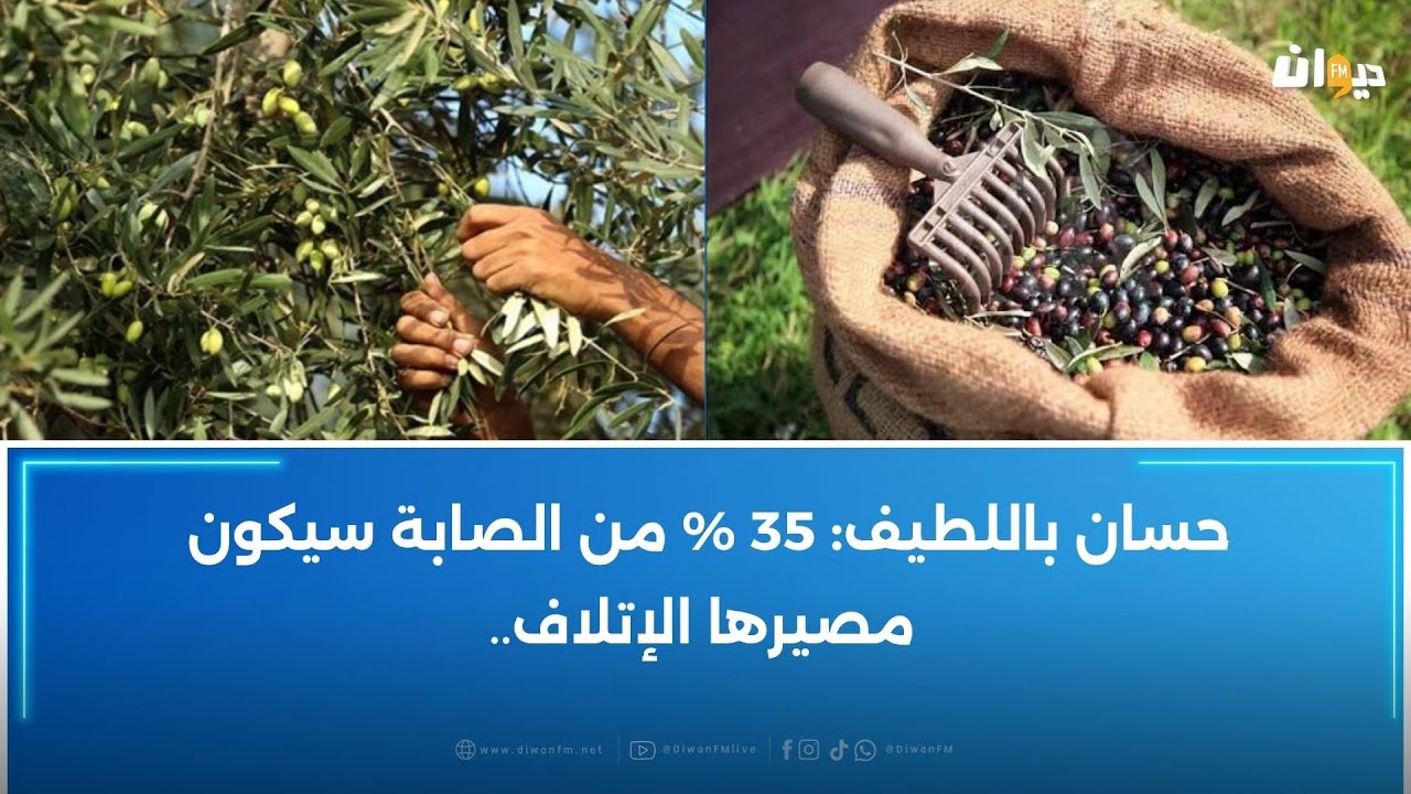 توقّف عملّيات جني الزيتون في ولاية سوسة والاتحاد يطالب بحلول جذرية ودائمة
